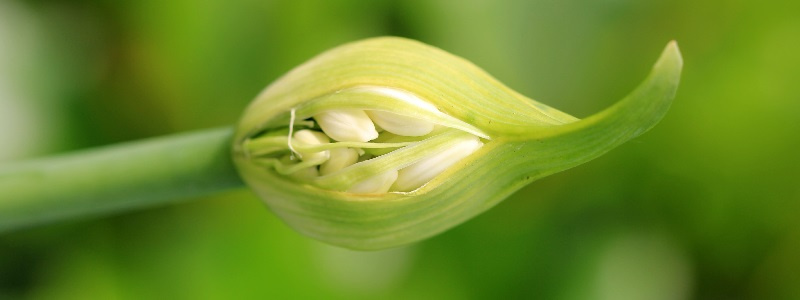 bud